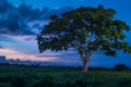 Kapok (Ceiba pentandra) - Central and South America