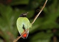 Kappitta, Hooded Pitta, Pitta sordida Royalty Free Stock Photo