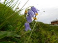 Kaprun Mooserboden Stausee reservoir Austria, flower near by