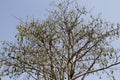 Kapuk randu or kapok Ceiba pentandra is a tropical tree belonging to the order Malvales and the family Malvaceae