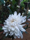 This is a Kapuru flower in srilanka