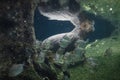 Kapybara swimming underwater in a tropical river with reflection water Royalty Free Stock Photo