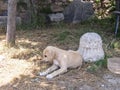 Karabash; Cangal ; Anatolian Shepherd puppy