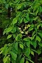 Karagach. Elm Tree, fruits of the elm tree Royalty Free Stock Photo