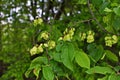 Karagach. Elm Tree, fruits of the elm tree Royalty Free Stock Photo