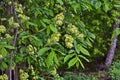 Karagach. Elm Tree, fruits of the elm tree Royalty Free Stock Photo