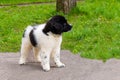 Karakachan puppy. Royalty Free Stock Photo