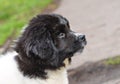 Karakachan puppy portrait. Royalty Free Stock Photo