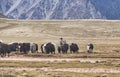 Karakoram mountain-specific landscape with yaks grazing on meadows between green mountain passes crossed by rivers and snow-capped