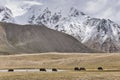Karakoram mountain-specific landscape with yaks grazing on meadows between green mountain passes crossed by rivers and snow-capped