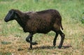 Karakul Domestic Sheep, Breed producing Astrakan