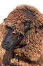 Karakul sheep Royalty Free Stock Photo