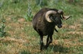 Karakul Sheep, Breed Producing Astrakan, Ram Royalty Free Stock Photo