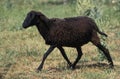 Karakul Sheep, Breed Producing Astrakhan Royalty Free Stock Photo