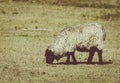 Karakul Sheep in Pasture Royalty Free Stock Photo