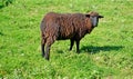 A Karakul sheep stands in a pasture Royalty Free Stock Photo