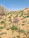 Karakum desert in spring. The landscape of the Central Asian desert Royalty Free Stock Photo