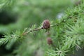 Japanese larch Larix kaempferi needle-like leaves and a cone