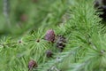 Japanese larch Larix kaempferi needle-like leaves and cones