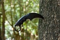 Karambit / Knife combat . Royalty Free Stock Photo