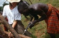 Karamojong cattle herders constructing a fence.