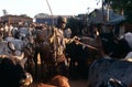 Karamojong cattle herders, Uganda