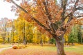 Karamzinsky oak in the manor Ostafevo near Moscow