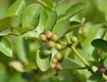 Karanda (Carissa carandas) Berries and Leaves