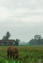 A buffalo eats grass on the edge of a rice field