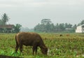 A buffalo eats grass on the edge of a rice field