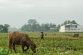 A buffalo eats grass on the edge of a rice field