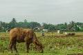 A buffalo eats grass on the edge of a rice field