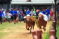 Karapan sapi race at madura Royalty Free Stock Photo