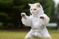 Karate Master White Cat dressed in white practice uniform Showcasing Karate Skills in Forest. Kitty practicing Martial Royalty Free Stock Photo