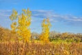 Karcher Springs Marsh Wildlife Area Royalty Free Stock Photo