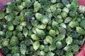 Karela Vegetables at Kumrokhali Market, India