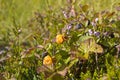 Karelia. Hummock with berries