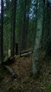 Karelia walk in the woods