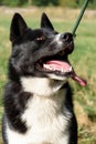Karelian Bear Dog Royalty Free Stock Photo