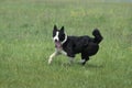 Karelian Bear Dog running on Grass Royalty Free Stock Photo