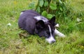 Karelian Bear Dog Royalty Free Stock Photo