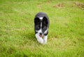 Karelian Bear Dog Royalty Free Stock Photo