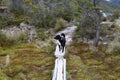 Karelian Bear dog walking on a trail with yellowing grass on a gloomy day