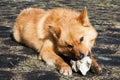 Karelian big red dog with bone lying on the ground in the forest Royalty Free Stock Photo