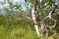 Karelian birch Royalty Free Stock Photo