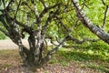 Karelian birch Betula pendula var. carelica Royalty Free Stock Photo