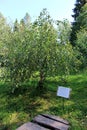 Betula pendula var. carelica (Kivach, Korelia)