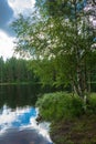 Karelian birch on the shore of the lake. Royalty Free Stock Photo