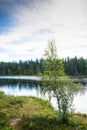 Karelian birch on the shore of the lake. Royalty Free Stock Photo