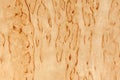 Karelian Birch Wood Texture Royalty Free Stock Photo